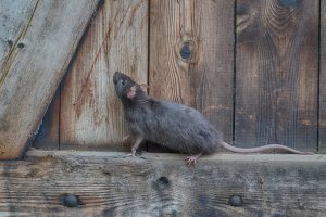 Rat climbing wall