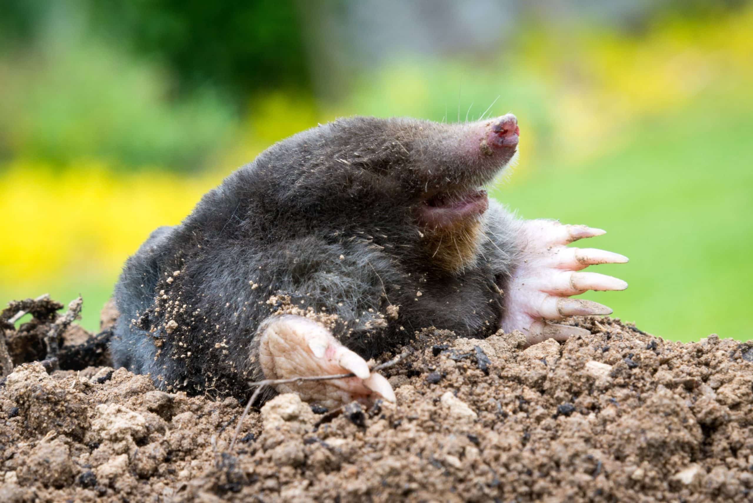 Mole in a garden tearing up the soil.